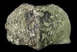 Pyrite Replaced Brachiopod (Paraspirifer) Fossil - Ohio #135561-2